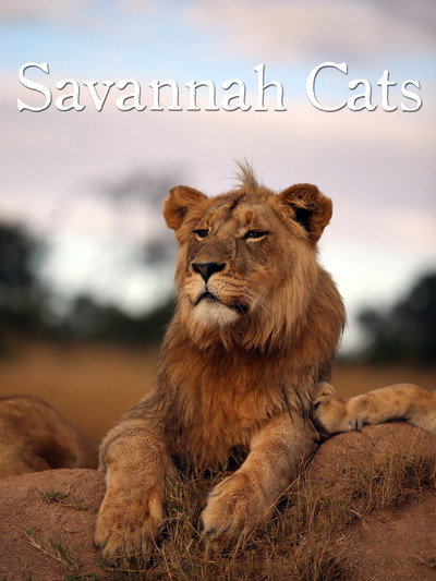 Póster de Savannah Cats