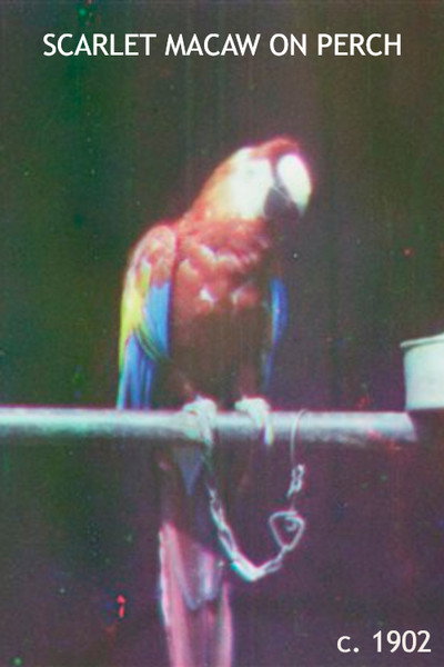 Póster de Scarlet Macaw on Perch