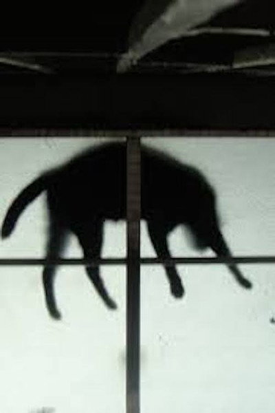Póster de Scissors and the Cat