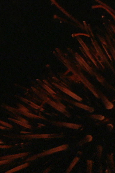Póster de Sea Urchins