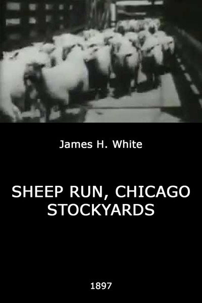 Póster de Sheep Run, Chicago Stockyards