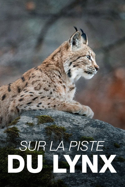 Póster de Sur la piste du lynx