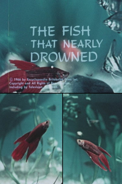 Póster de The Fish That Nearly Drowned