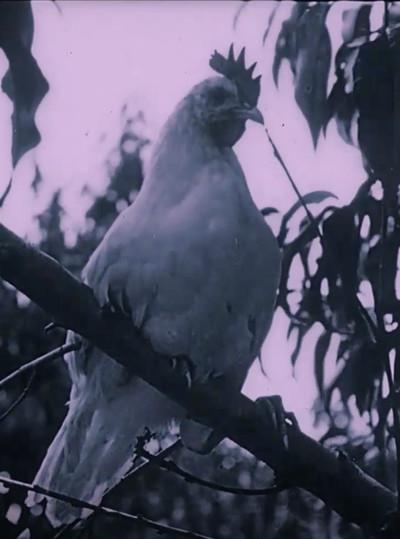 Póster de The Last Word in Chicken