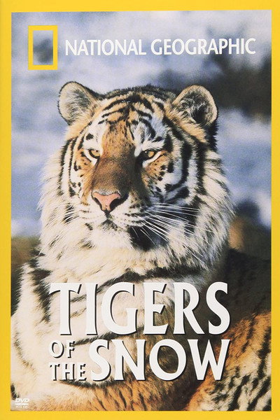 Póster de Tigres de Siberia