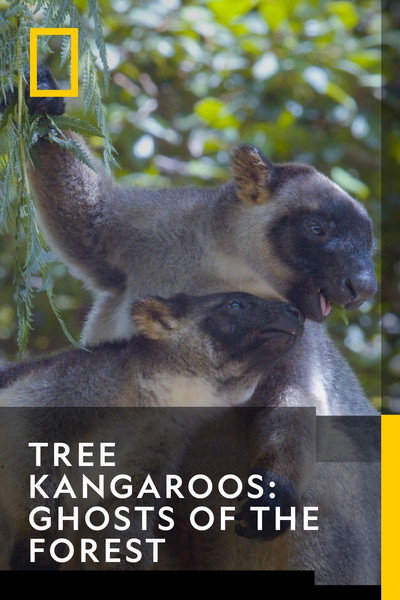Póster de Tree Kangaroos: Ghosts of the Forest