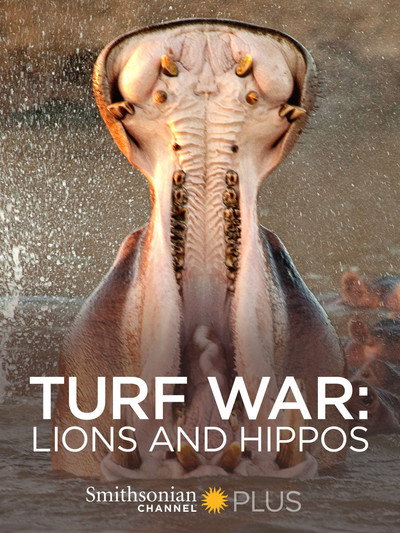 Póster de Turf War: Lions and Hippos