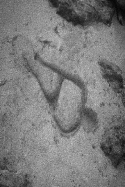 Póster de Untitled: 'Silueta' of Sand