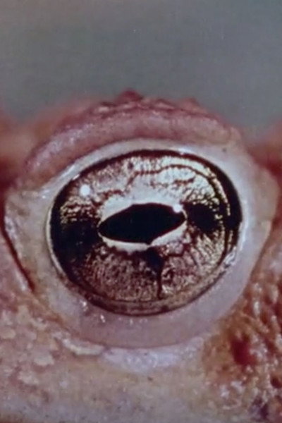 Póster de Warty, the Toad