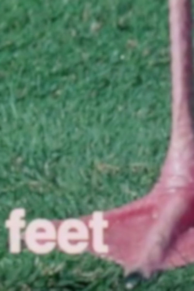 Póster de What Are Letters for?