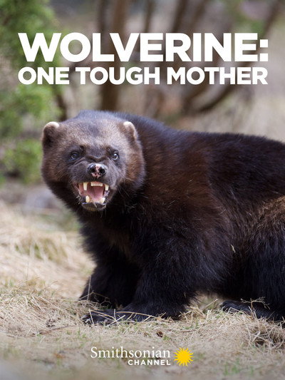 Póster de Wolverine: One Tough Mother