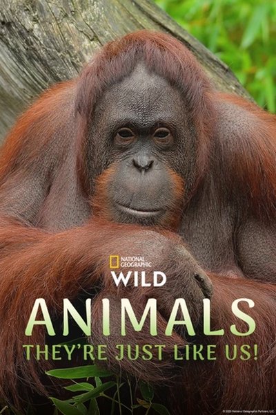 Póster de Animals, They're Just Like Us!