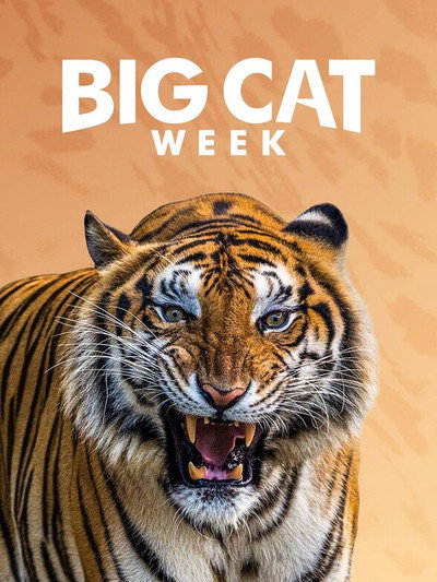 Póster de Big Cat Diary