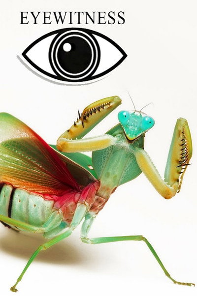 Póster de Eyewitness