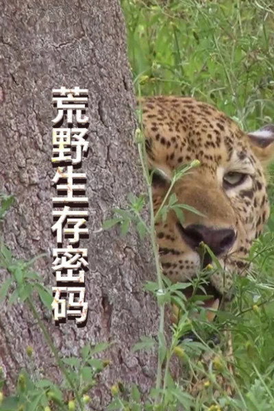 Póster de Survive the Wild