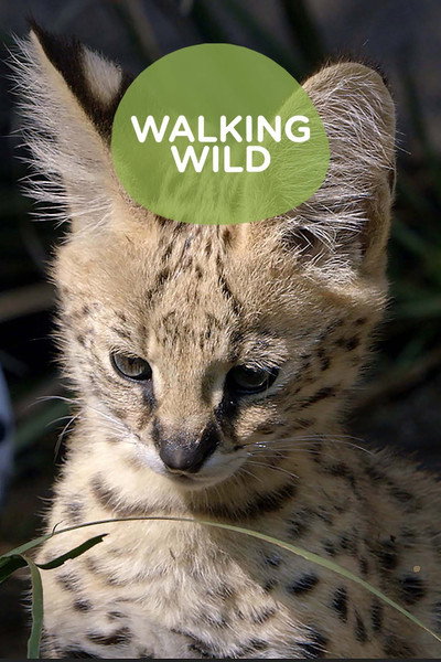 Póster de Walking Wild at the San Diego Zoo