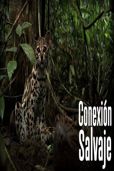 Póster de Wild Connection