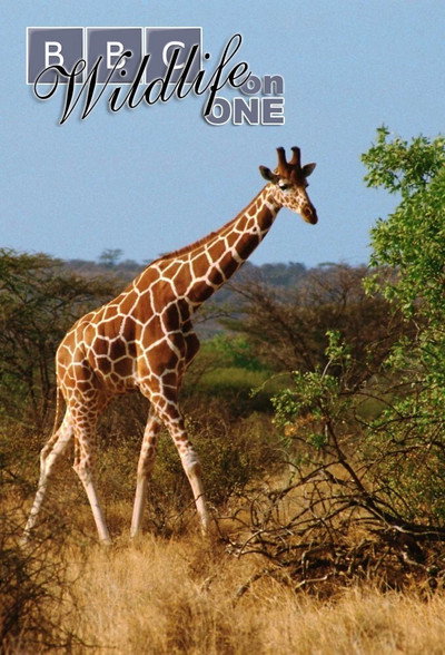 Póster de Wildlife on One